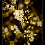 spring_by_macsimc.jpg