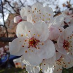 spring_has_sprung_by_beltz_elur.jpg