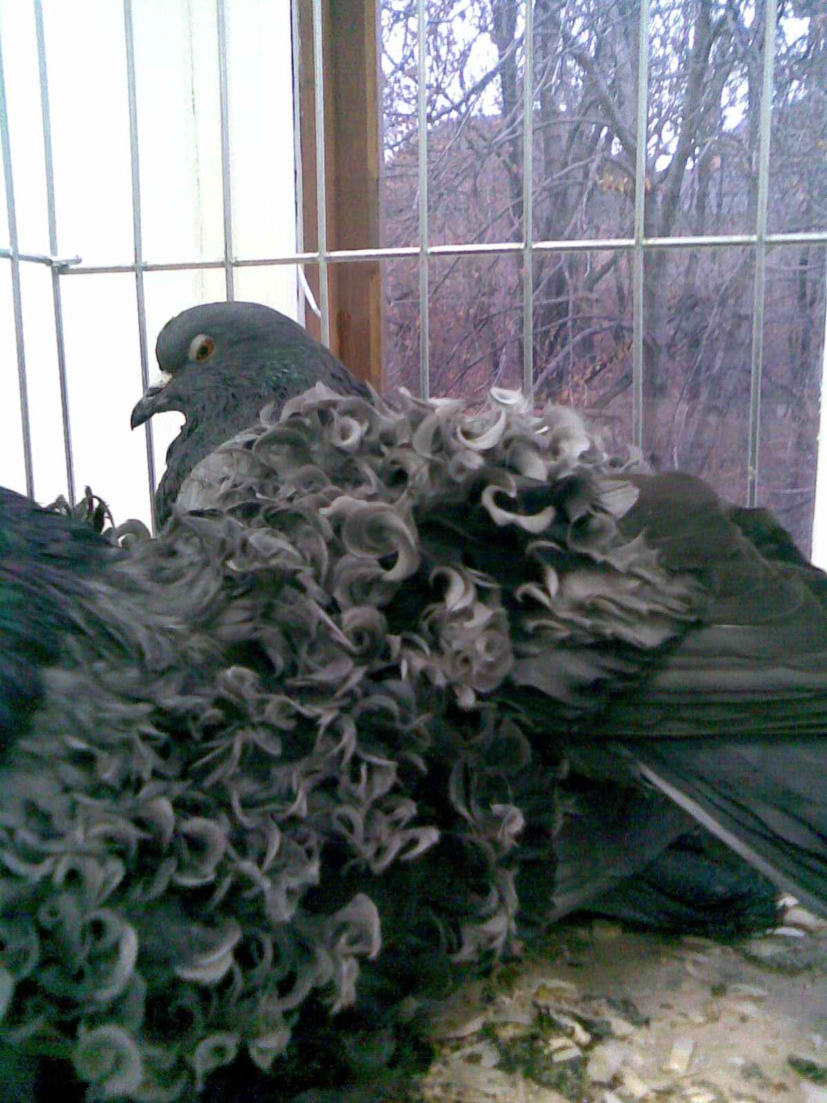 porumbei cu carlionti