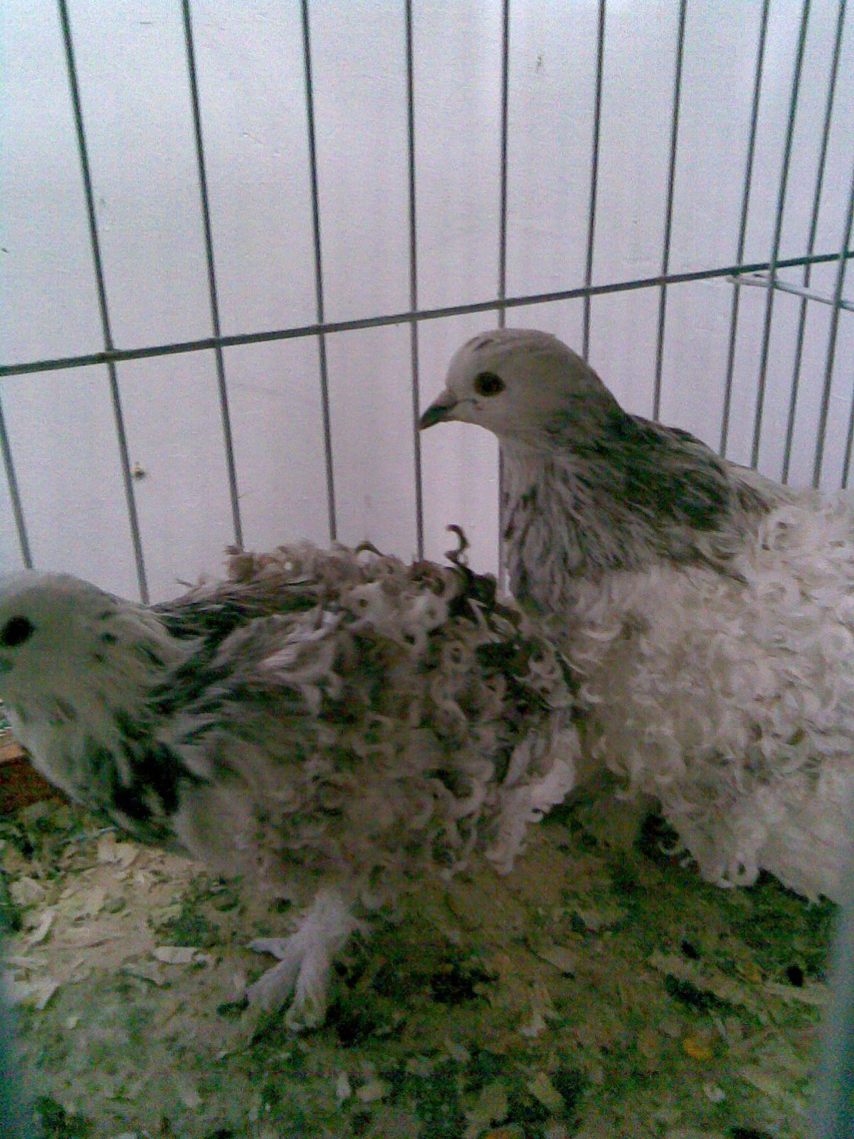 porumbei cu carlionti albi