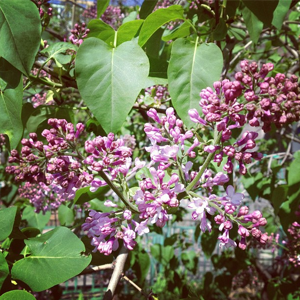 liliac